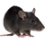 Крысы, мыши