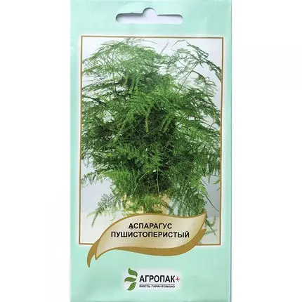 "Аспарагус пушистоперистий" (5 насінин) від Legutko, Польща