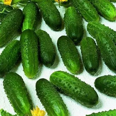 "Маринда" F1 (100 семян) от Seminis, Голландия
