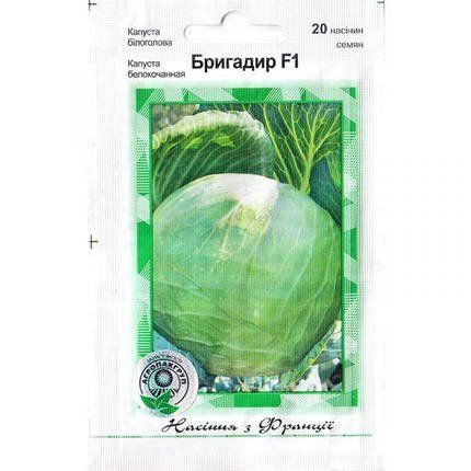 "Бригадир" F1 (20 семян) от Clause, Франция