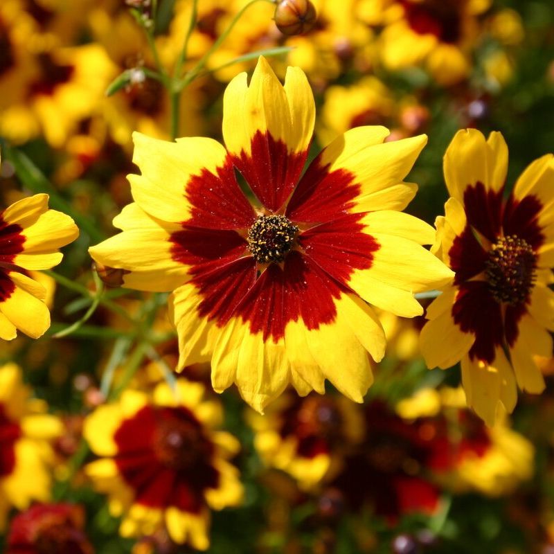 Космидиум. Кореопсис красильный (Coreopsis tinctoria). Кореопсис красильный Шарман. Кореопсис меценат.