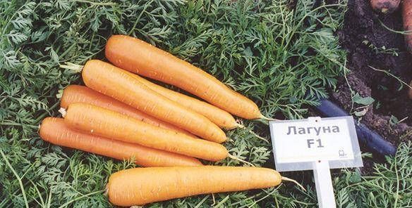 "Лагуна" F1 (1 г) от Nunhems, Голландия